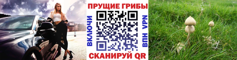 купить наркотики цена  Омск  Галлюциногенные грибы Psilocybine cubensis 